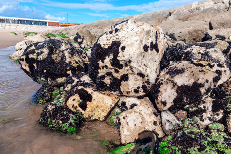 Large rock covered in green algae, creating a vibrant and textured surface. Rocky shoreline with a large pile of rocks and a small amount of seaweedの写真素材