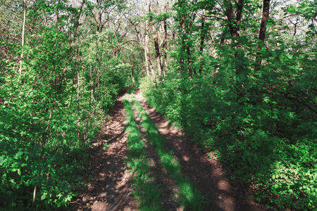 Path through a forest with trees on both sides. Serene dirt road winding through the woods,...