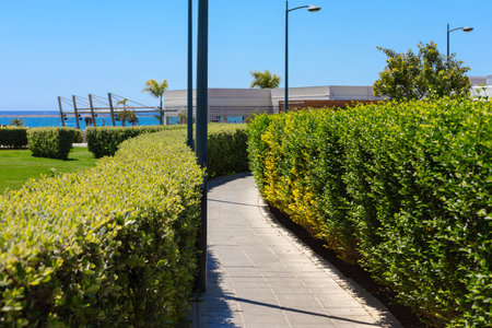 Path runs through a park with a green hedge on either side. The hedge is trimmed and...