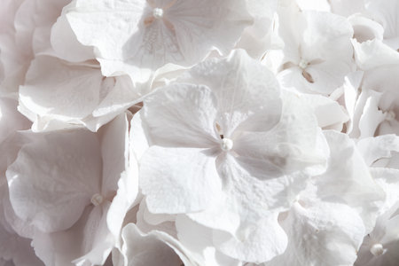 Close up of a bunch of white flowers, with the petals appearing to be slightly fuzzy. The Flowers...