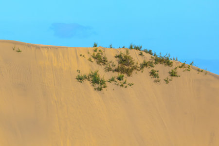 Sandy hillside with a few plants growing on it. Sand dune sceneryの写真素材