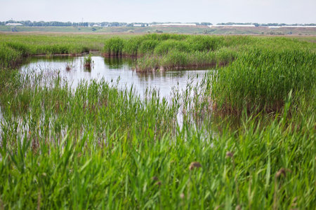 Swamp with green reed . Wetland scenery
