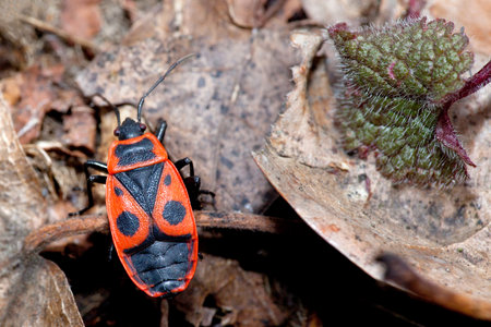 Pyrrhocoris Apterus firebug , insect on the dry leaves