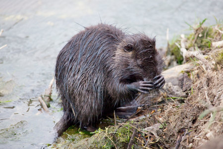 Nutria is washed with its small paws . Rodent animal  on the river shore