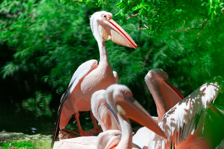 Group of pelicans are standing in a lush green forest. Birds are white and have long beaks. Tropical birds standing together by the shoreの写真素材