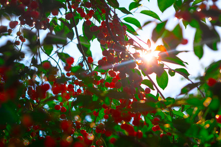 Bunch of red cherries are hanging from a tree. Sun is shining brightly on berries, making them look even more vibrant and deliciousの写真素材