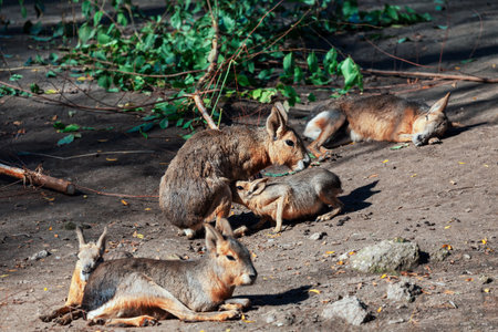 Family of Patagonian Mara animals. Dolichotis Patagonum wild animals standing together. Group of...