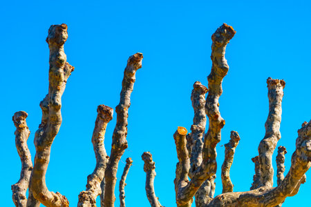 Tree branches without leaves against blue sky. Numerous branches extending outwardの写真素材