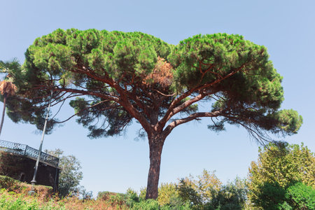 Italian Stone Pine growing on the street in Rome. Pinus Pinea trees with large branches