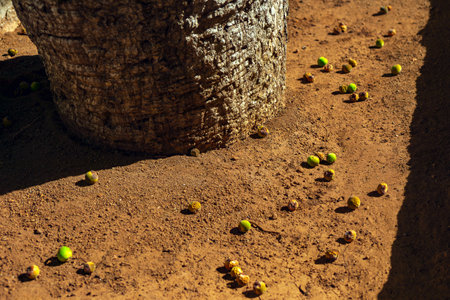 Palm tree trunk surrounded by fallen seeds on the groundの写真素材