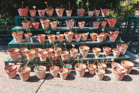 Potted plants creating a lively and inviting atmosphere. Rack displaying various pots filled with vibrant plants. Home plants in pots at botanical gardenの写真素材