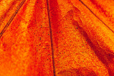 Autumn leaf texture pattern background. Orange autumnal natural textureの写真素材