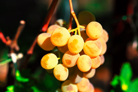 Grapes hanging from a vine. Sweet grapevine in a sunlit vineyardの写真素材