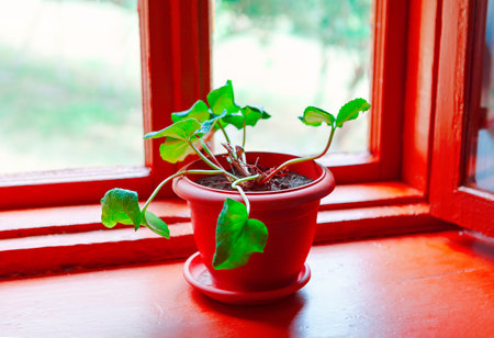 Potted plant with lush green foliage situated on windowsillの写真素材