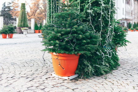 Evergreen tree in an orange pot placed on a cobblestone surface. Tree is decorated with garlands suggesting a festive or holiday setting. Christmas outdoor scene in a public squareの写真素材
