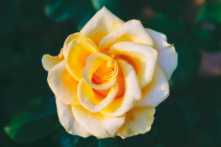 Yellow rose with delicate petals that have a gradient of yellow to white towards the edges. This captures intricate details and natural beauty of  rose, highlighting its vibrant color and soft textureの写真素材