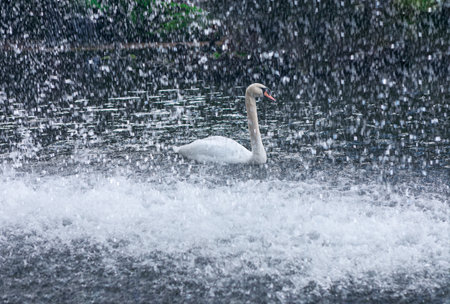 Serene swan gracefully swimming amidst cascading water, creating a dynamic contrast between tranquility and motion. Perfect for themes of nature, elegance, and the beauty of wildlife in actionの写真素材