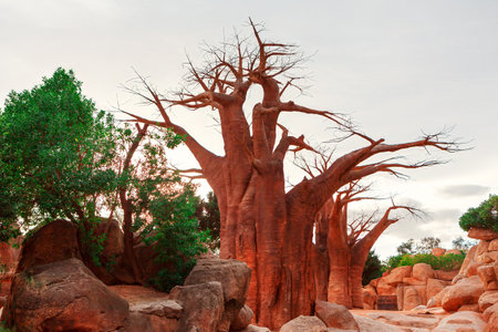 Group of large baobab trees with thick trunks and sparse branches, set among rocks. Natural scene with the unique and ancient appearance of the baobab trees relevant for those studying botanyの写真素材