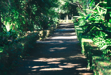 Shaded pathway surrounded by lush green vegetation, including various types of plants and trees. Pathway is bordered by low hedges, creating serene and inviting atmosphere likely tropical park settingの写真素材