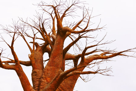 Thick baobab gnarled trunk is reddish, with wide twisting branches mostly bare. Pale gray sky contrasts with the tree, and soft lighting suggests an overcast dayの写真素材