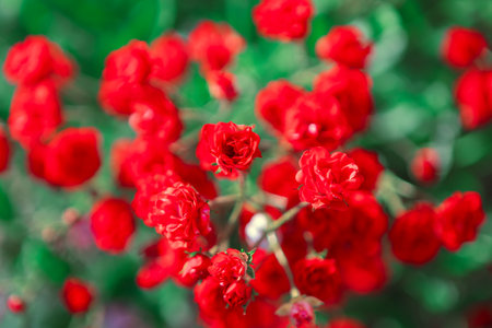 Cluster of vibrant red roses in full bloom, with a soft focus background of green foliage. Vivid...