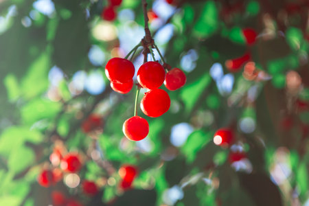 Vibrant red cherries hanging from tree branch, nestled among lush green leaves that frame scene beautifully. Sunlight filters through foliage, accentuating freshness of cherries in summer abundanceの写真素材