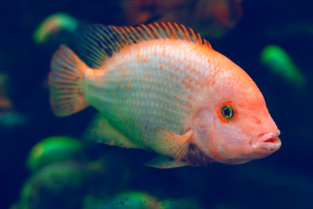 Vibrant cichlid fish swimming gracefully in an aquarium. Light body with orange and yellow hues,...