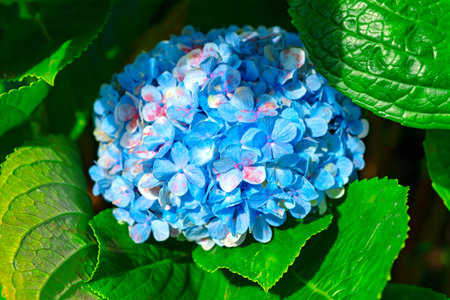 Vibrant blue Hydrangea flower in full bloom, surrounded by lush green leaves. The delicate petals...