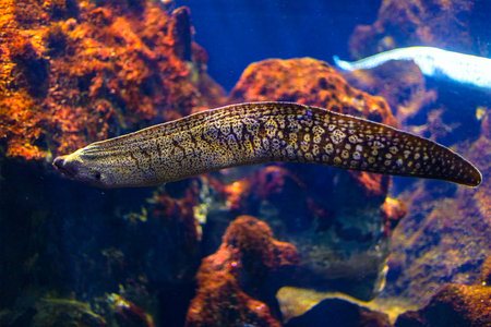 Moray Eel navigating among rocks in an aquarium setting. Its slender, elongated body features striking patterns of spots and markings, adding a captivating visual element to the underwater sceneの写真素材