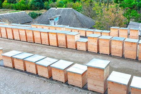 Rows of wooden beehives with roofs are neatly arranged in a rural setting, surrounded by lush green...