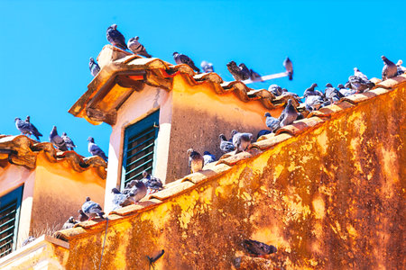 Charming scene of pigeons gathering on the rooftop of a rustic building with terracotta tiles....