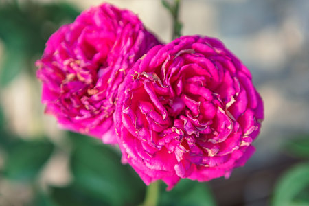 Deep pink roses, with soft, textured petals, in a garden setting. Two pink roses, in focus, with a blurred background of greeneryの写真素材