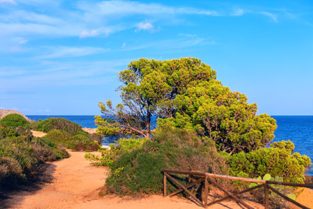 Serene coastal path lined with green shrubs and green tree, leading toward tranquil blue sea under clear sky. Rustic wooden fence borders the trail, enhancing natural beauty of Mediterranean landscapeの写真素材