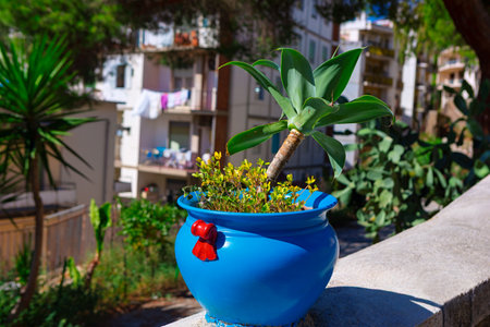 Agave plant in decorative blue pot, positioned on stone ledge, overlooking picturesque urban scene. Potted agave plant, in bright blue planter with decorative bow, against backdrop of Mediterranean townの写真素材
