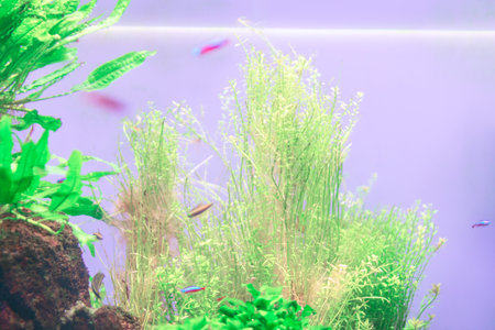 Bright freshwater aquarium with lush green aquatic plants and small neon fish swimming in clear water. Peaceful underwater scene ideal for pet, nature, and interior decor conceptsの写真素材