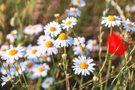 White daisies with vibrant yellow centers, accompanied by a single striking red poppy. Contrast between flowers creates a visually appealing composition, highlighting the diversity of bloomsの写真素材