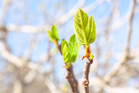 Tree branch with delicate, fresh green leaves emerging, symbolizing renewal and the arrival of spring. New leaves sprout from the branches, a sign of renewal natureの写真素材