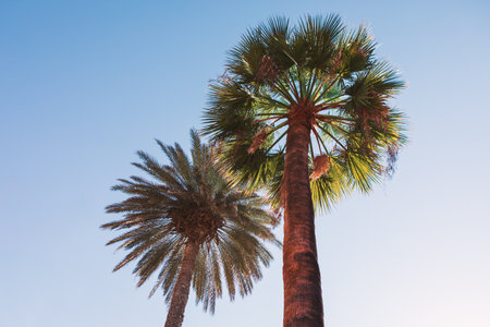 Two tall palm trees against blue sky, viewed upward, showcasing their height. Robust trunk with lush fronds, other thinner and faded, highlighting diversity. Symbolizing growth and tropical paradiseの写真素材