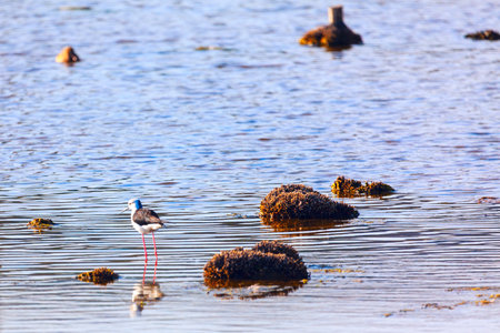 Tranquil scene of a wading bird in a serene wetland environment. Solitary bird stands on a rock formation in the waterの写真素材