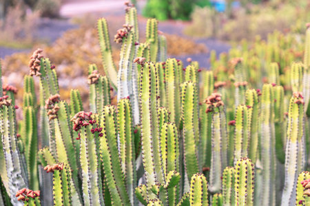 Dense cluster of tall cacti with green stems and small buds or fruits at top, set against a blurred background of dry, arid landscape. Cacti are arranged closely together, creating striking patternの写真素材