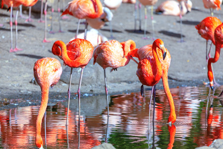 Flamingos in a shallow pool, their vibrant plumage reflecting in the still water. Flock of flamingos in a natural habitat near the tropical lakeの写真素材