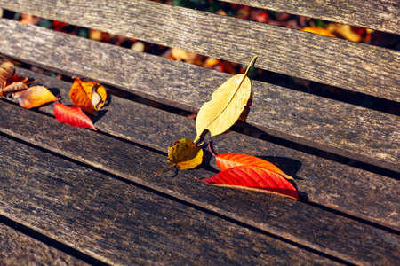 Autumn leaves rest on weathered wooden planks, showcasing the changing season. Vibrant fall foliage...