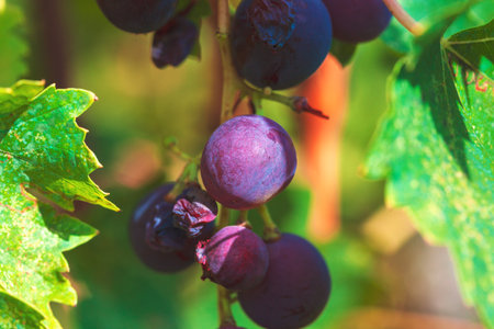 Ripe purple grapes hang on the vine. Bunch of dark grapes hanging from a vine, surrounded by vibrant green leaves. Some grapes appear slightly damaged or overripeの写真素材