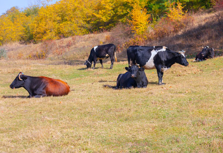 Several cows graze peacefully in a sunny pasture. Autumn colors frame a serene scene of cattle in a meadowの写真素材