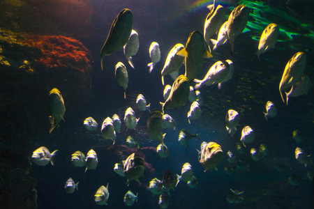 School of fish silhouetted against the deep water. Submerged in the aquarium depths, a multitude of...