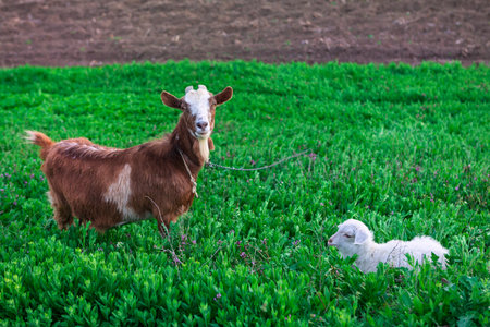 Brown goat and a white lamb graze peacefully in a vibrant green field. Tranquil scene of a goat and lamb in a grassy meadow. Domestic animals enjoying the fresh pastureの写真素材