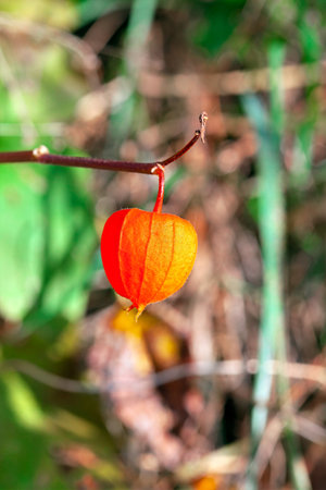 Vivid lantern shaped Physalis fruit hangs delicately from slender stem, standing out against a softly blurred backdrop. Its papery husk glows with autumnal warmth, evoking charm of seasonal harvestsの写真素材
