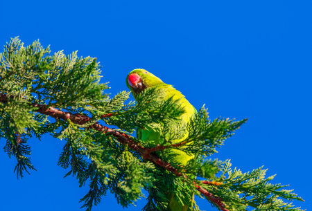 Vibrant green parrot perches amidst lush green foliage against a clear blue sky. Parrot nestled in a...
