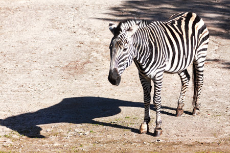 Zebra stands on dry, dusty ground, black and white stripes stark against the muted earth. Captured in profile zebra pauses in its habitat, showcasing its coatの写真素材
