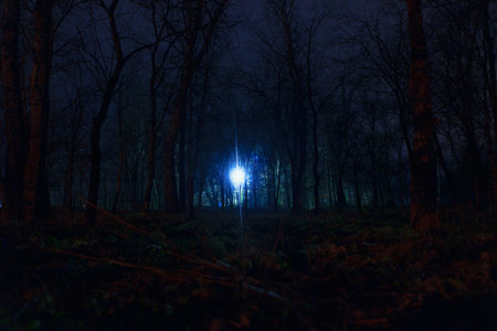 Glowing blue light shines through the bare trees in a dark forest, creating an eerie and mysterious atmosphere. The ground is dimly lit, covered in branches and sparse greeneryの写真素材